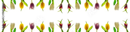 Tulip flower spring web banner with copy space. Card with multicolor tulips as aframe on a white background