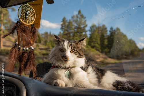 Cuadro en lienzo Pet cat laying on car dashboard with beautiful dreamcatcher