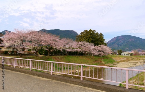 さくら 川 橋 山 杤木 風景 永野川