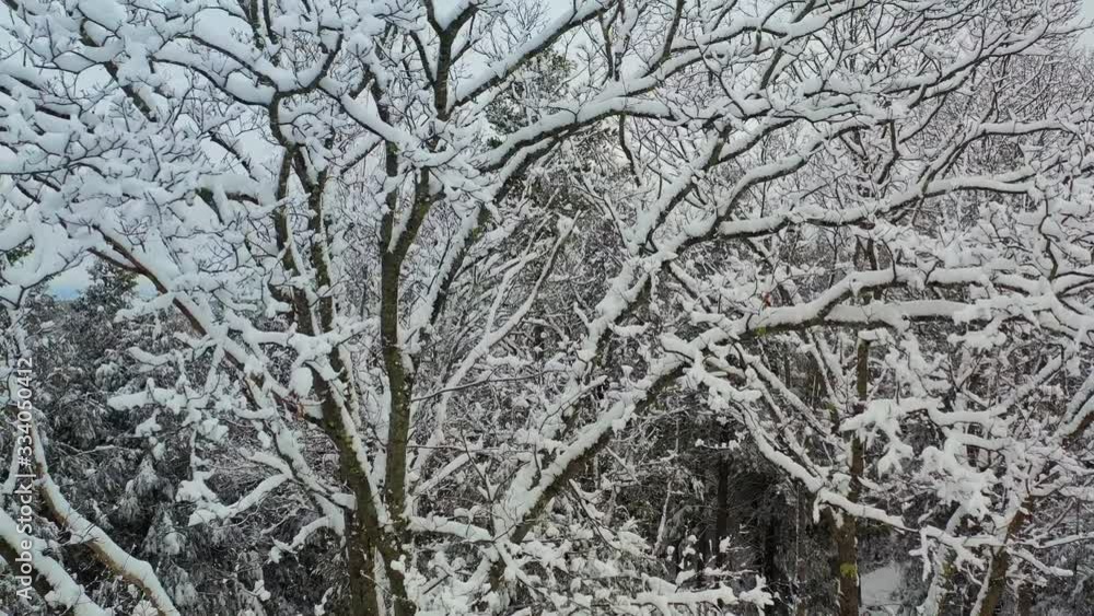 Smooth circling drone shot of winter oak tree covered in thick snow Smooth circling drone shot of winter oak tree covered in thick snow