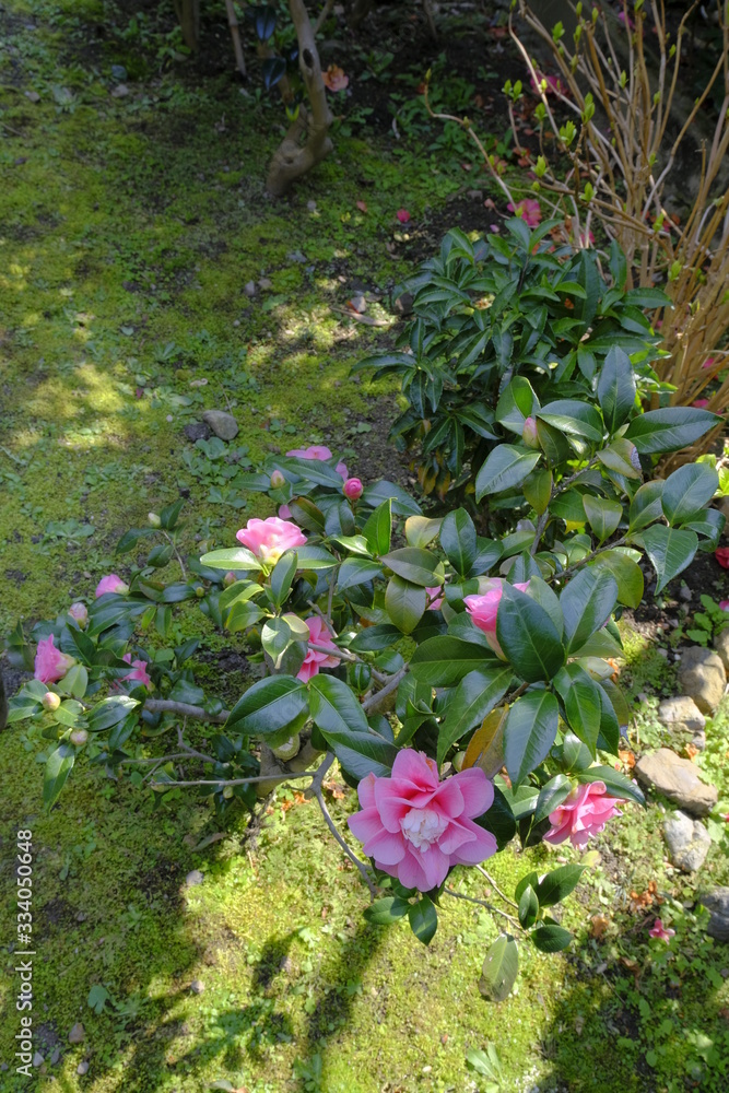 Fototapeta premium 散り椿の名所 京都 地蔵院椿寺