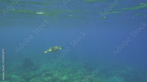 Sea turtle, Apo Island, Philippines photo