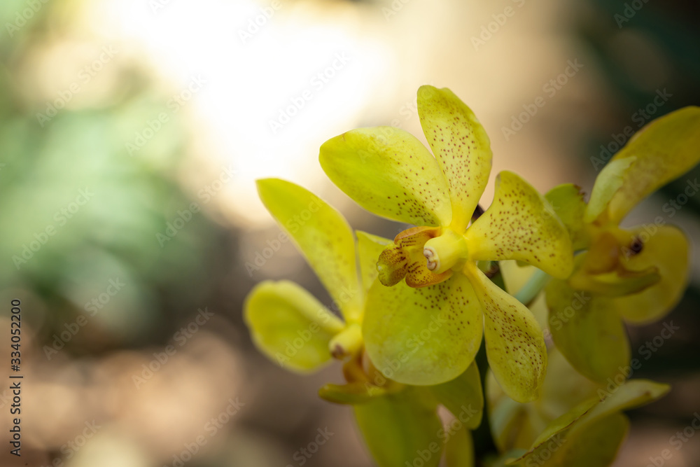 Fototapeta premium Beautiful blooming orchids in forest