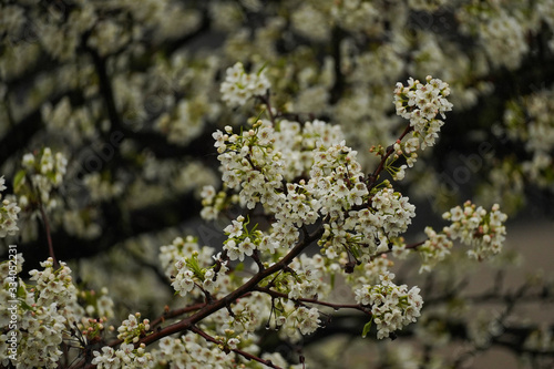 Cherry Blossom Blooming/ spring wallpaper, selective focus