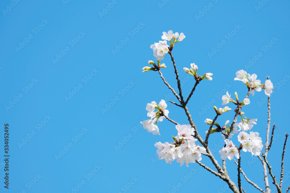 美しい空と綺麗な大島桜 美しい空と綺麗な大島桜