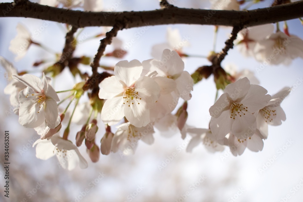 Cherry blossom in spring Cherry blossom in spring