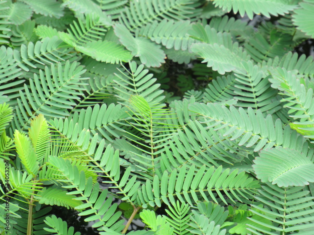 miniature fern forest