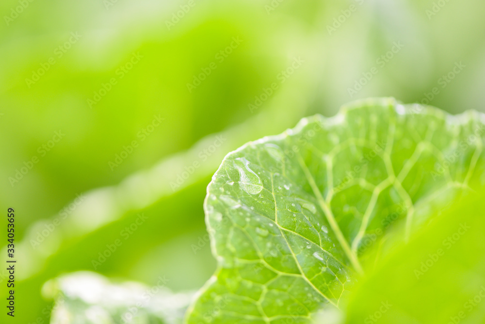 fresh vegetables lettuce with water drop on leaf in the garden food organic vegetable gardening wait harvested for green salad health food fresh vegetables lettuce with water drop on leaf in the garden food organic vegetable gardening wait harvested for green salad health food