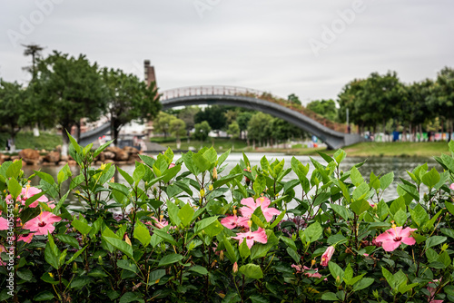 close up view of flowers in the park, footbridge background, nature © Ocean