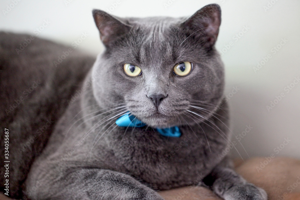 A Russian Blue cat with a blue ribbon around it's neck.