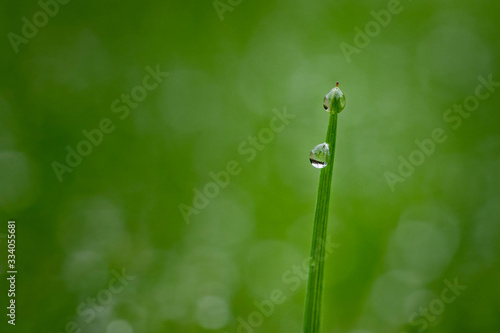 Spring water drop reflection on grass © d murk photographs