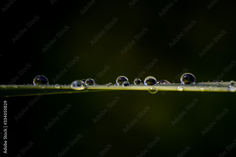 Spring water drop reflection on grass Spring water drop reflection on grass