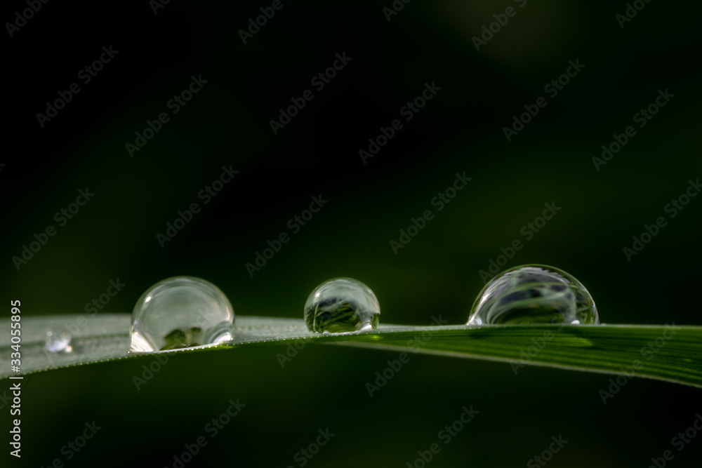 Spring water drop reflection on grass Spring water drop reflection on grass