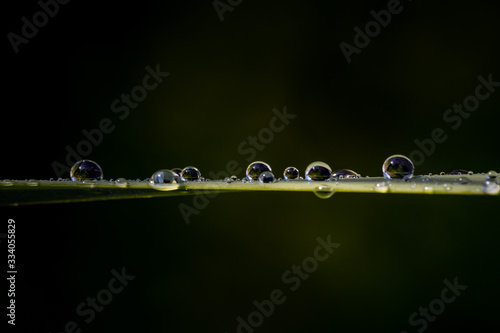 Spring water drop reflection on grass