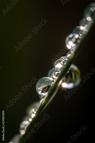 Spring water drop reflection on grass