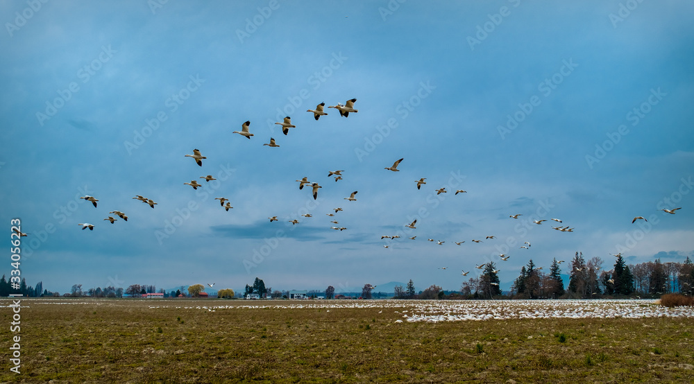 Snow geese Washington flying birds 