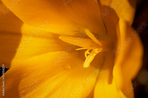 Close up of yellow crocus