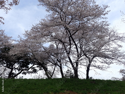 コロナ自粛中の東京の満開の桜 photo