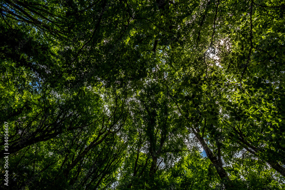 Fototapeta premium Tree tops of dense forest