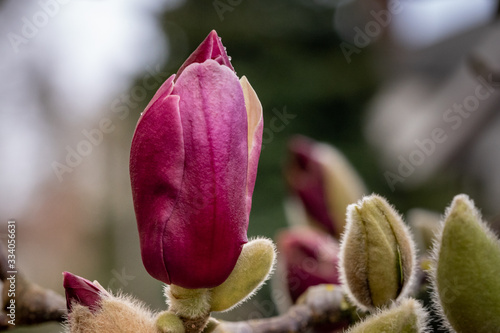 Pink spring blooming magnolia