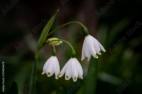 Spring white snowflake flower © d murk photographs