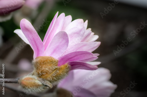 Pink spring magnolia blossom