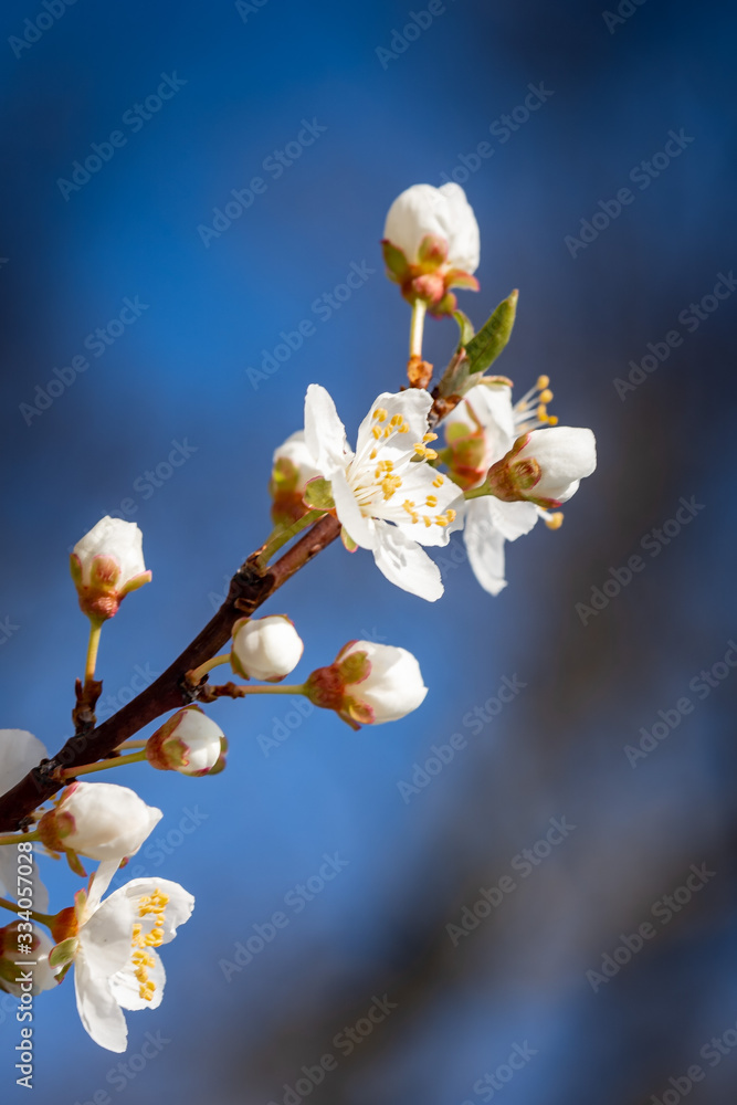 White spring flower blossoms cherry plum White spring flower blossoms cherry plum
