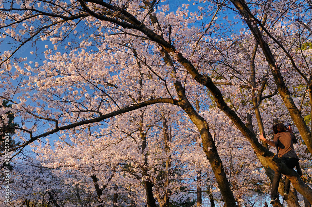 Woman climbing a cherry tree in a forest of Sakura Japanese flowering Cherry trees at High Park Toronto Woman climbing a cherry tree in a forest of Sakura Japanese flowering Cherry trees at High Park Toronto
