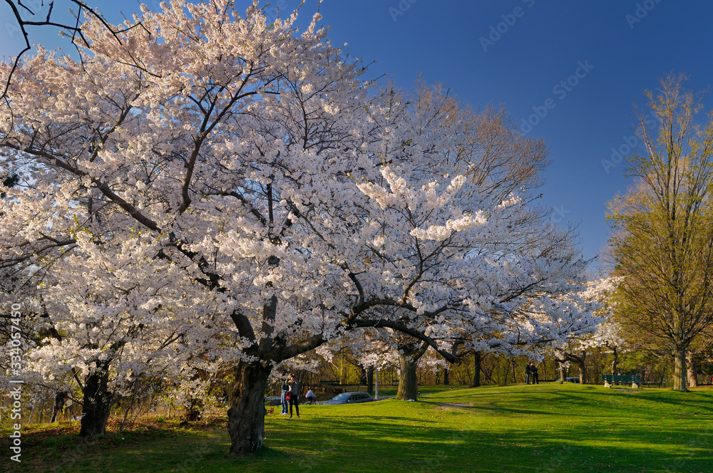 Photographer couples at Japanese flowering Cherry Sakura tree in High Park Toronto