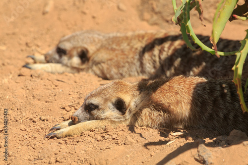 A pair of meerkats lying down together