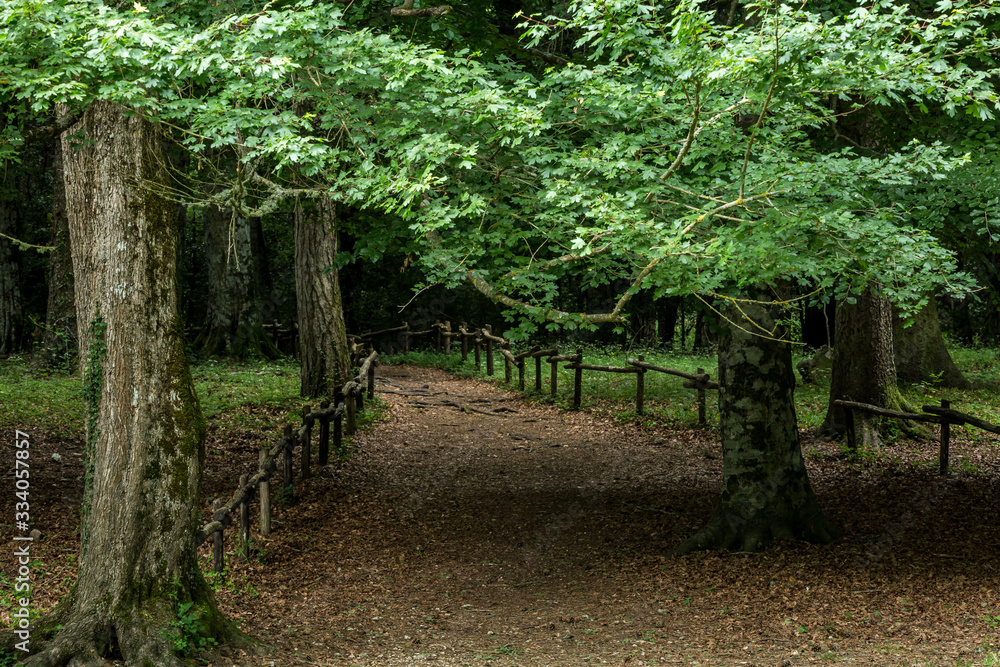 Obraz premium Roads and paths in deep forest