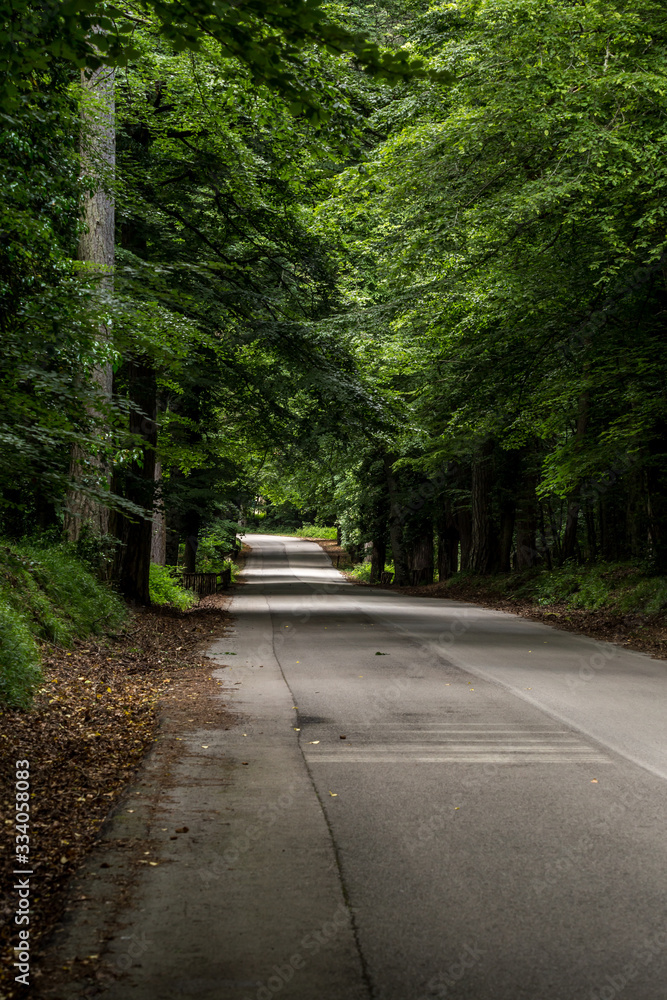 Roads and paths in deep forest