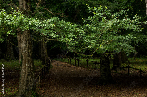 Roads and paths in deep forest