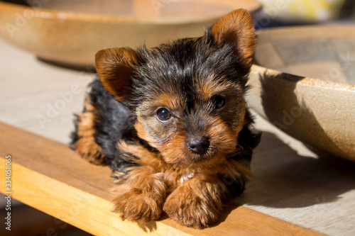 Puppy Yorshire Terrier portrait photo