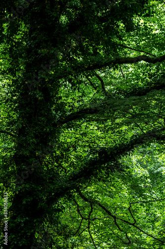 Green deep forest