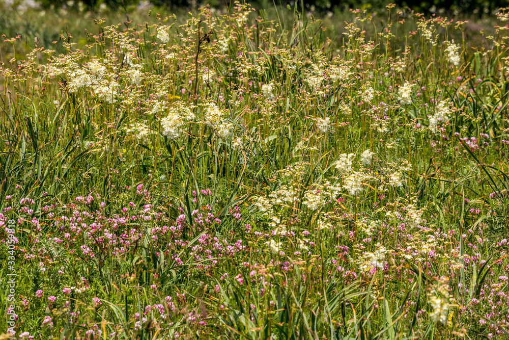 Fototapeta premium Spring blooming meadow