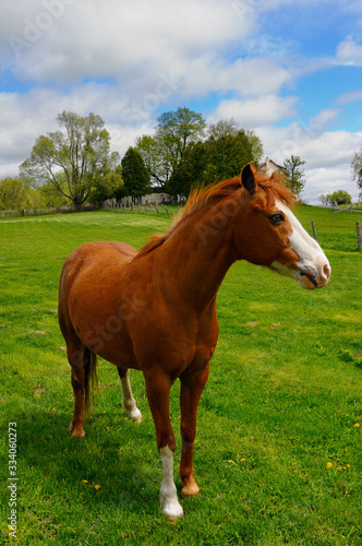 Bue eyed chestnut horse in a pasture on a farm in Goodwood Ontario