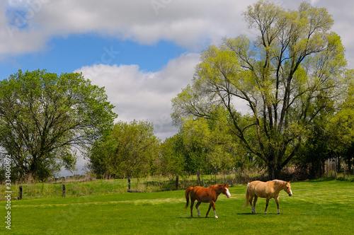Chestnut and Palomino horses walking in a green pasture in Spring on Oak Ridges Moraine