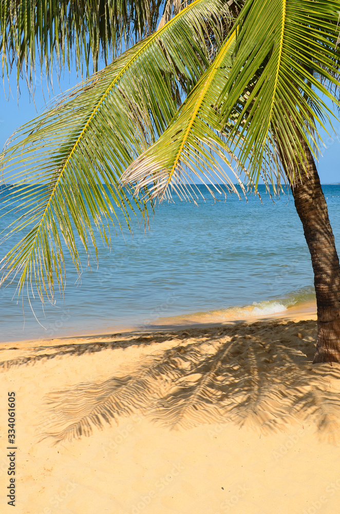 Summer background tropical seascape green palm tree on the sea view. Sandy beach no people