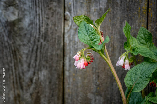Pink comfrey spring flower herbal medicine