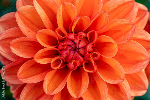 Summer blooming Dahlia Flower © d murk photographs
