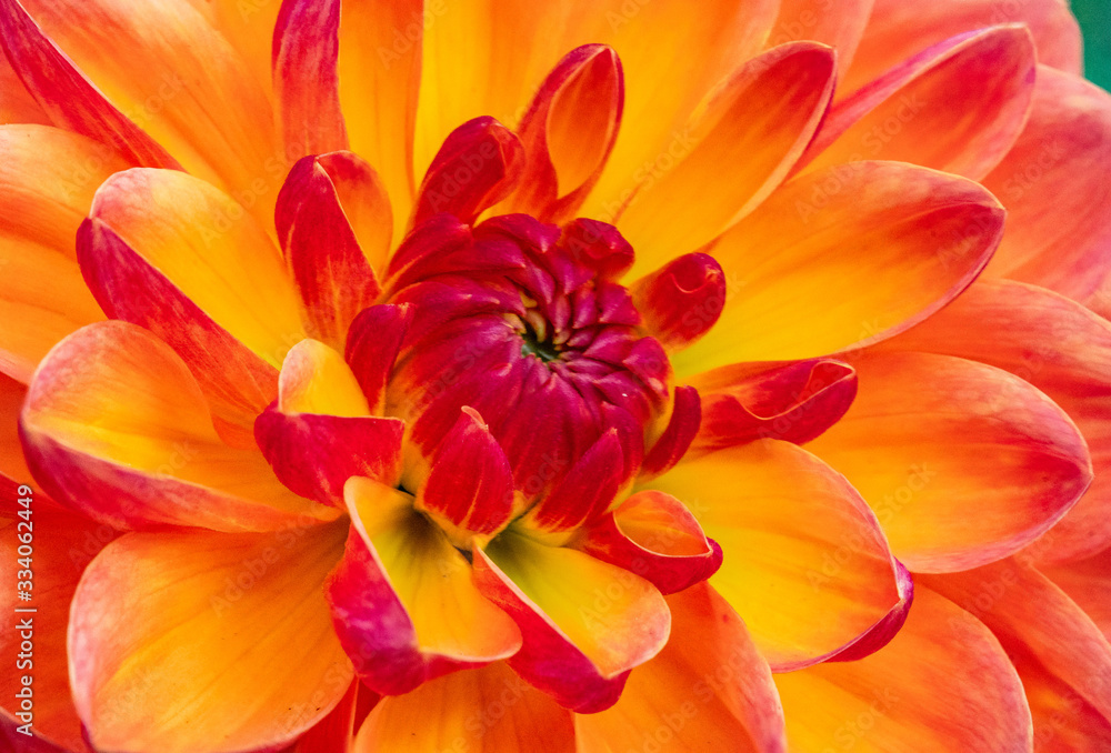 Dahlia summer blooming flower Dahlia summer blooming flower