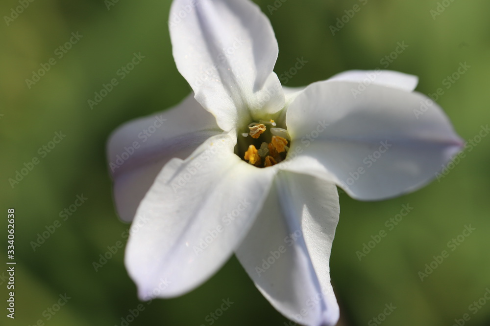 Fototapeta premium ハナニラの白い花