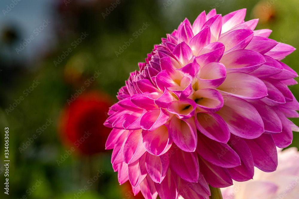 Fototapeta premium Summer blooming dahlia