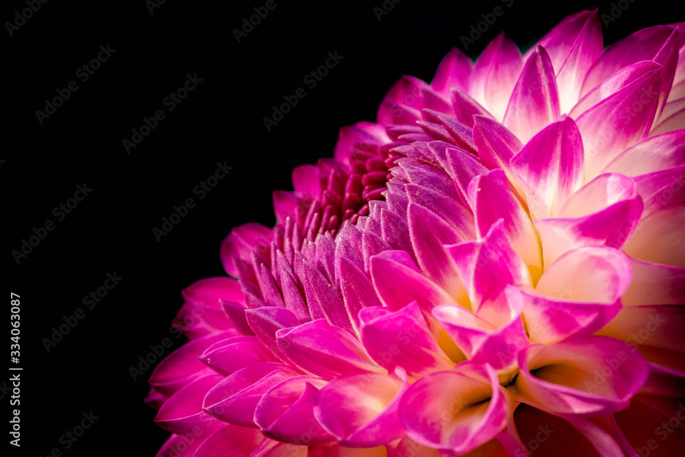 Summer blooming dahlia