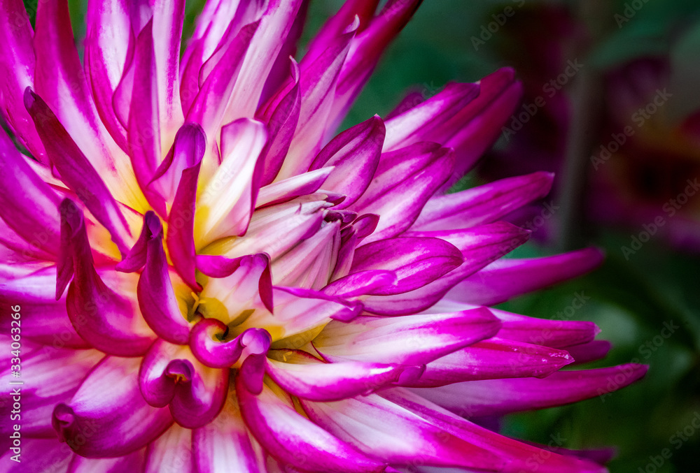Obraz premium Summer blooming dahlia