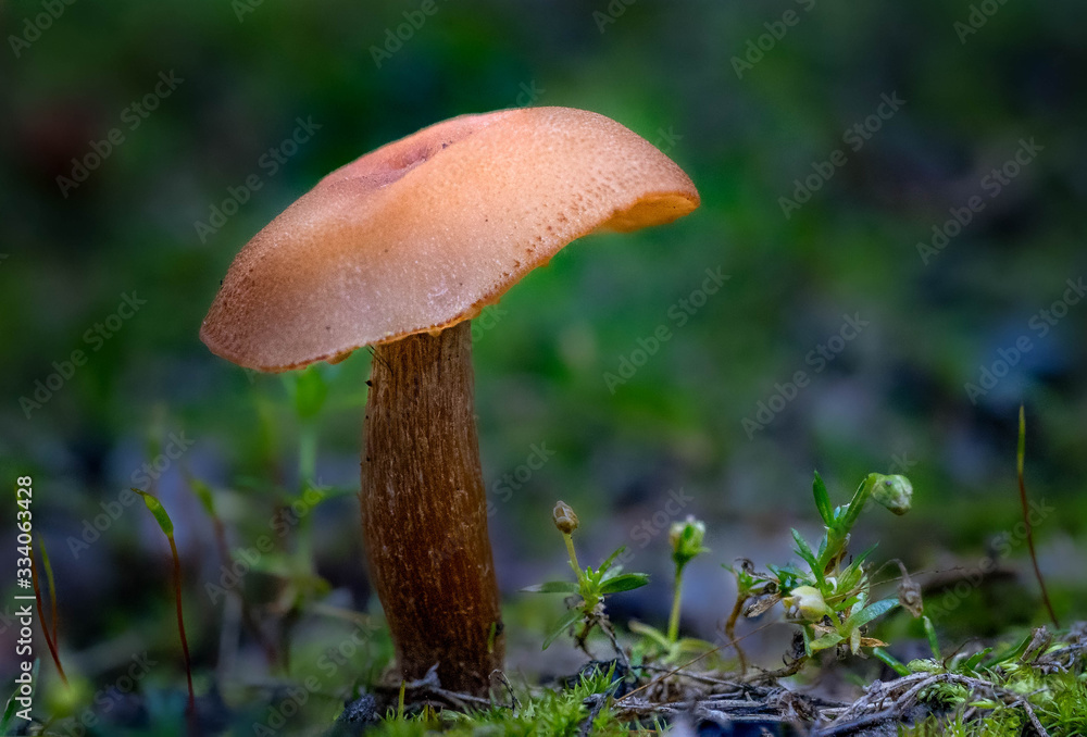 Oregon fall mushrooms in the forest Oregon fall mushrooms in the forest