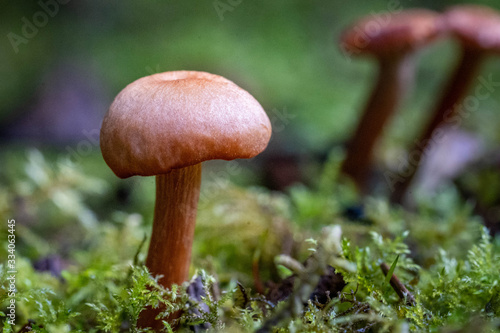 Oregon fall mushrooms in the forest