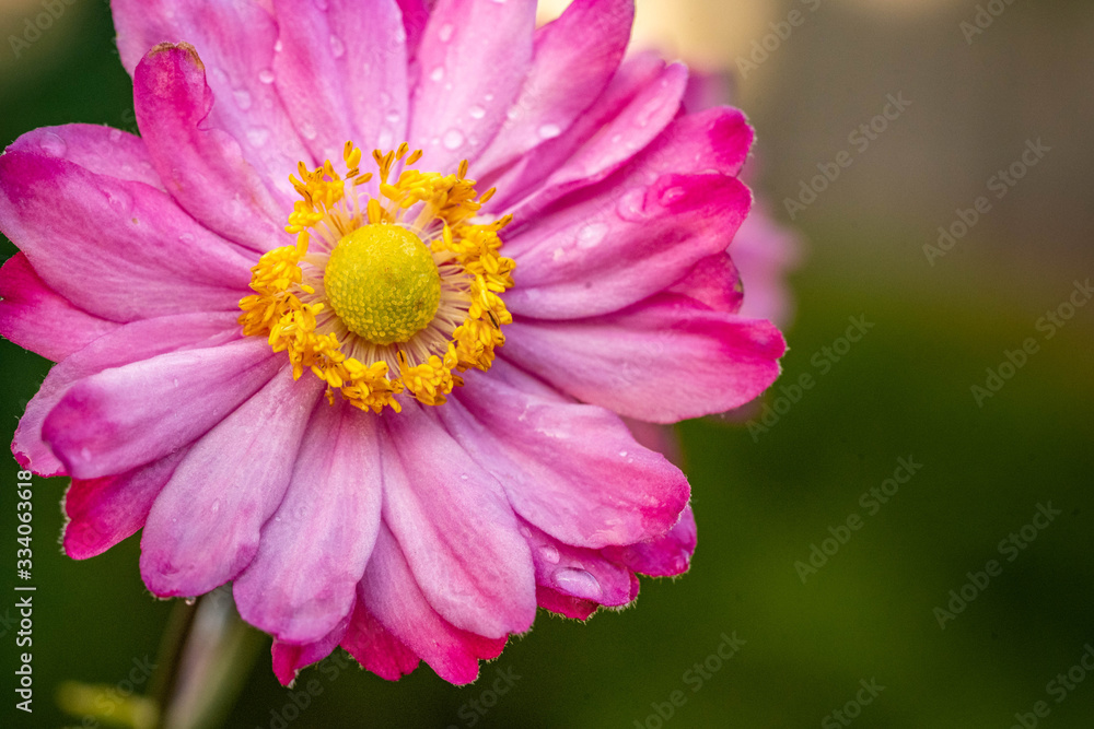 Pink fall blooming japanese anemone