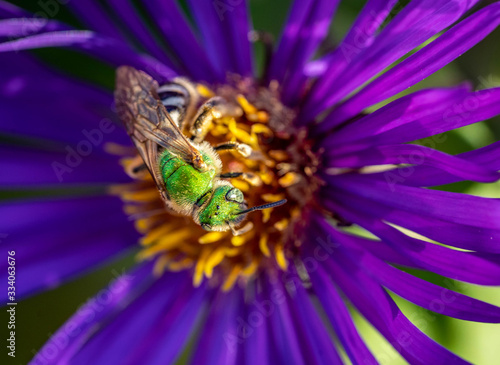 Bee pollinating in fall blooming aster